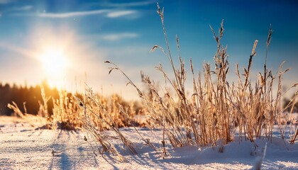 Close Up Of Dry Grass In A Snowy Field With Bright Sun