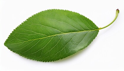 Plum Leaf Isolated On White Background