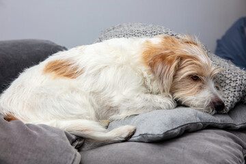Pies, Jack Russell Terrier, leży na kanapie, portret  © hunter76