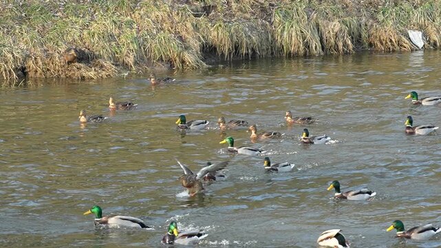 Duck landing on the water, 8x slow motion