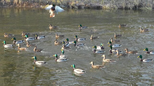 Duck jumping during duck feeding, slow motion