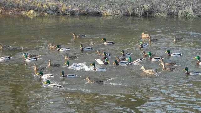 Duck landing on the river during feeding of ducks, slow motion
