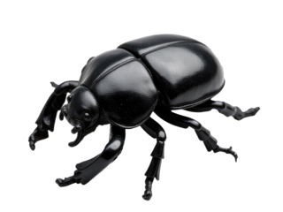 A small black toy beetle sits on a clean white surface, perfect for illustration or design