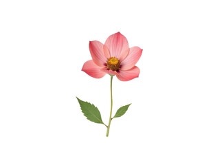 Obraz premium Single pink flower with green leaves on a white background, suitable for use in still life or nature-inspired designs