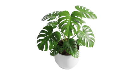 High angle view of a lush green potted monstera plant for interiors isolated on white background 
