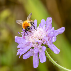 Macro image of a bee on a purple flower.