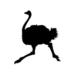 ostrich silhouette vector illustration isolated on white background