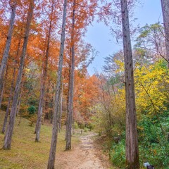青空バックに見上げるメタセコイア並木の黄葉情景