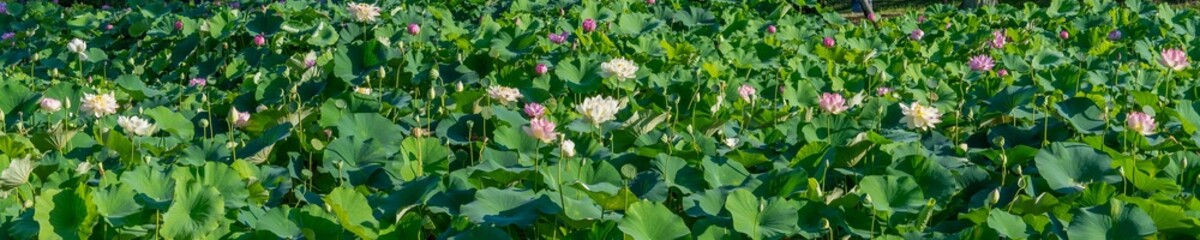 満開のハス池のパノラマ情景
