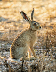 Common European hare. Popular farmland animal.