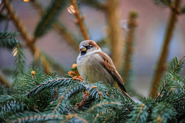 Sparrow perched on a festive fir branch, Christmas market, Bern, Switzerland