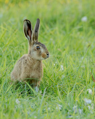 Fototapeta premium Common European hare. Popular farmland animal.