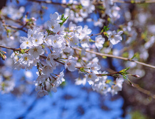 ソメイヨシノ桜6ー6