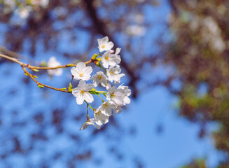 ソメイヨシノ桜6ー3