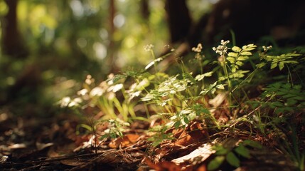 Obraz premium Sunlight filtering through a serene woodland, illuminating delicate wildflowers