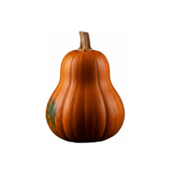 pumpkin isolated on transparent background 