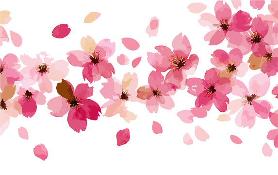 Fiori di ciliegio rosa ad acquerello con petali che cadono su sfondo bianco trasparente.