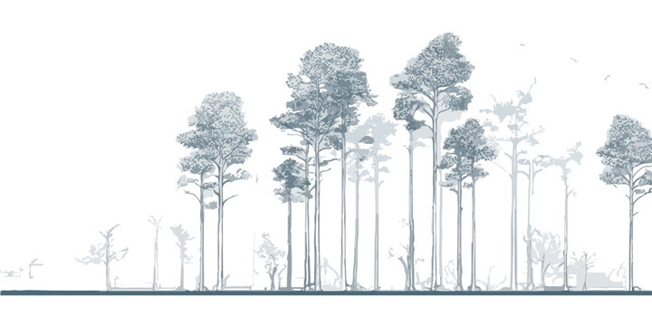 Illustrazione grafica di una silhouette di pini alti e sottili su sfondo bianco, ideale per elementi trasparenti.