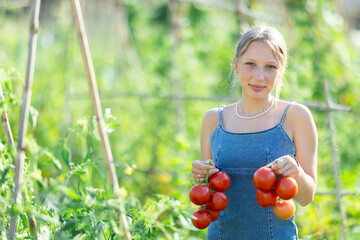 Concept of active hobby, cultivation and gardening in rural area. Rural dweller girl is working in garden between beds, picking ripe red tomatoes from branches, and holding lot of red fruits in hands