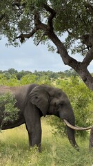 Fototapeta premium African elephant walking through savannah landscape during safari, showcasing wildlife in its natural habitat under natural daylight in South Africa. 