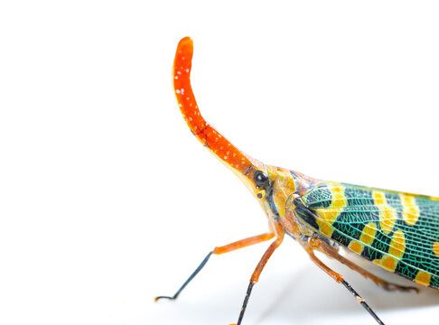 a lanternfly on white at horizontal composition