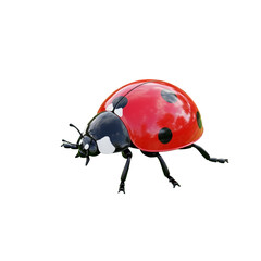 Fototapeta premium Close-up view of a shiny red ladybug with black spots on a white background.