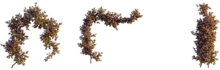 Bougainvillea spectabilis tree, front view, cutout, 4k png, transparent background, isolate, Flowering tree branch, spring blossom, floral design element