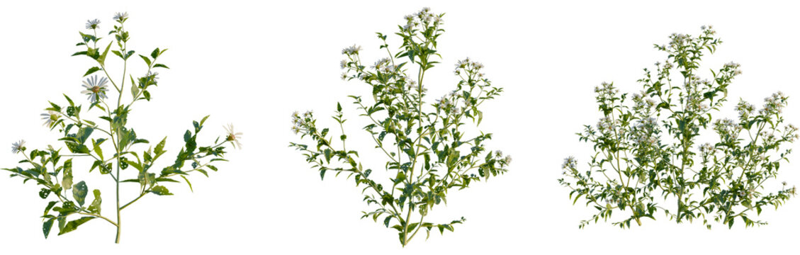 Aster albescens tree, front view, cutout, 4k png, transparent background, isolate, Floral botanical tree branch, delicate blossom, spring foliage