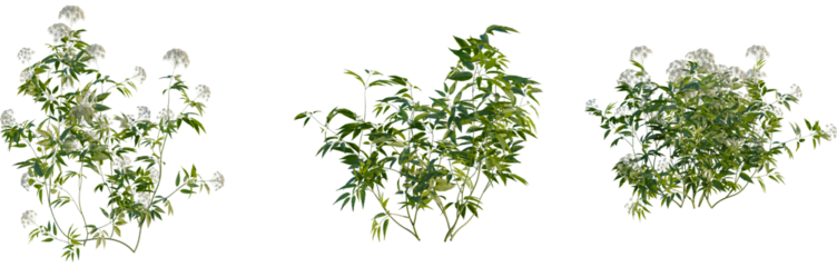 Cicuta virosa tree, front view, cutout, 4k png, transparent background, isolate, Floral tree branches, botanical elements, natural design, spring bloom