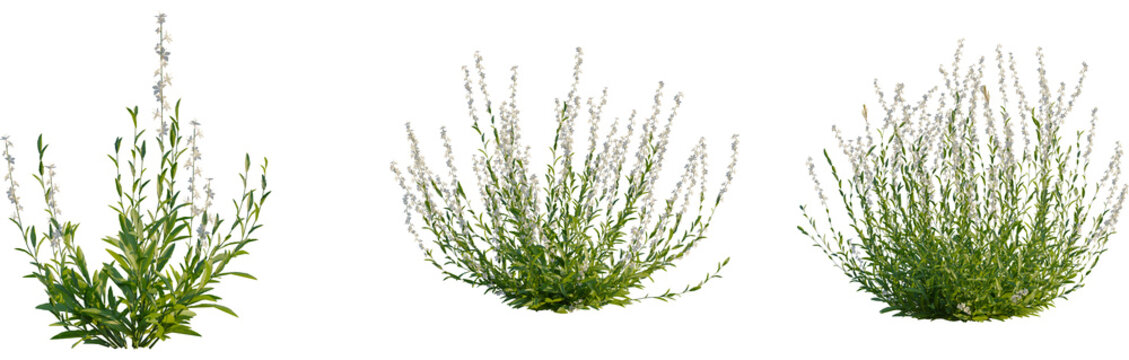 Gaura lindheimeri tree, front view, cutout, 4k png, transparent background, isolate, Green tree branches, floral elements, botanical illustration, nature