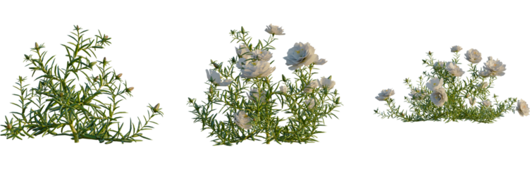 Portulaca grandiflora tree, front view, cutout, 4k png, transparent background, isolate, Floral tree branches, botanical elements, nature design