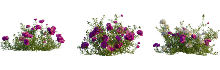 Portulaca grandiflora tree, front view, cutout, 4k png, transparent background, isolate, Flowering tree branches, botanical elements, nature design
