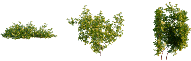 Rosa xanthina tree, front view, cutout, 4k png, transparent background, isolate, Three themed trees, botanical elements, digital assets, stock images
