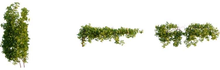 Rosa xanthina tree, front view, cutout, 4k png, transparent background, isolate, Green trees and branches, botanical elements, plant themed designs