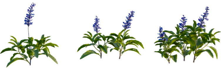 Salvia farinacea tree, front view, cutout, 4k png, transparent background, isolate, Purple flowering tree branch, botanical illustration, plant elements