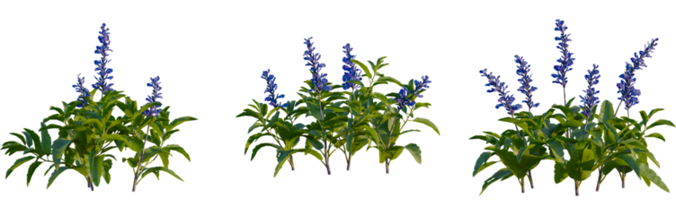 Salvia farinacea tree, front view, cutout, 4k png, transparent background, isolate, Blooming purple trees, botanical elements, floral design, spring flora