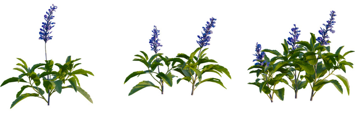 Salvia farinacea tree, front view, cutout, 4k png, transparent background, isolate, Purple flowering tree branch, botanical illustration, plant elements