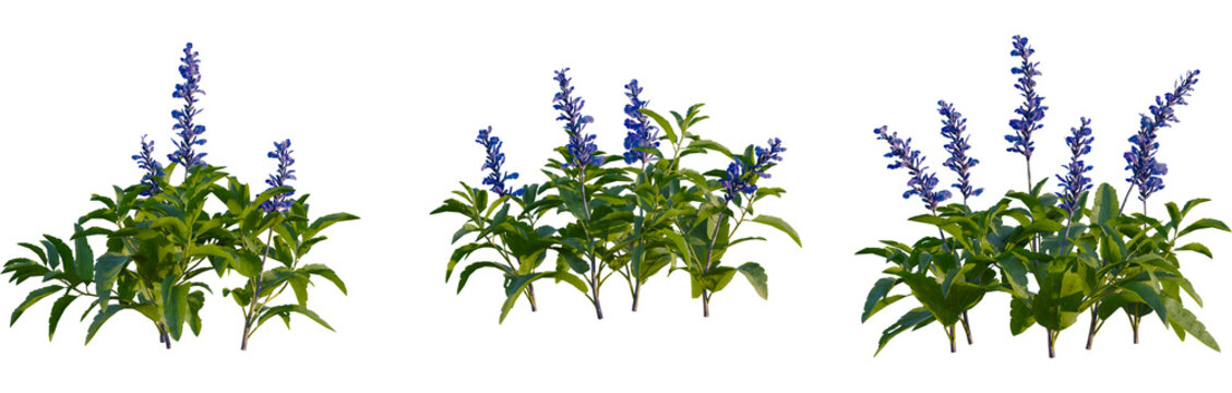 Salvia farinacea tree, front view, cutout, 4k png, transparent background, isolate, Blooming purple trees, botanical elements, floral design, spring flora