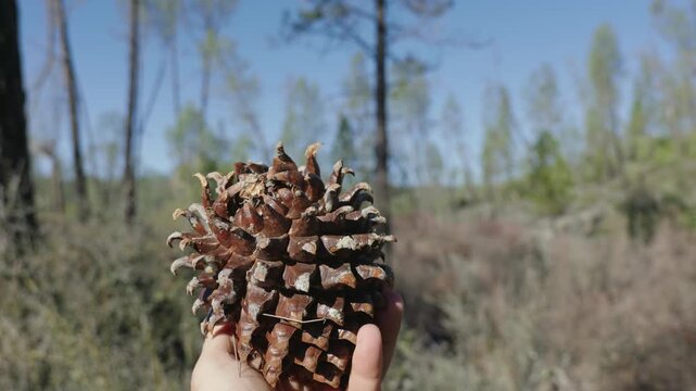 hand holds and rotates a large pinecone against trees in California foothills 