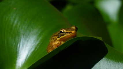 A small tree frog resting among lush water hyacinth leaves in a tropical wetland environment. The frog blends naturally with green foliage, showcasing wildlife camouflage, amphibian behavior, and biod