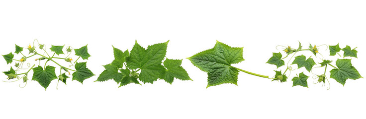 Set of Green Vine Leaves with Detailed Botanical Brush Texture for Elegant Design and Branding, isolated on transparent png background, oil paint