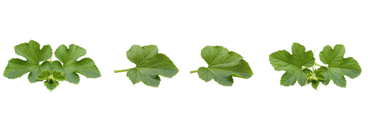 Set Collection of Fresh Green Leaves Top View, Natural Foliage Arrangement, Botanical Plant Elements, Isolated on Transparent PNG Background, Oil Paint