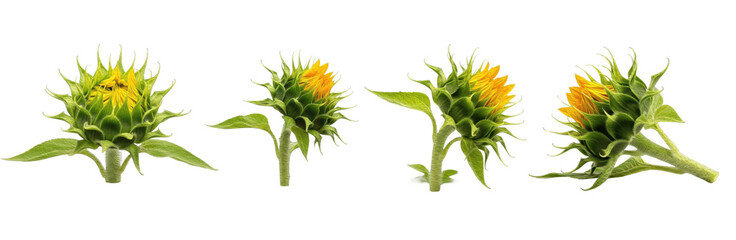 Set of Sunflower Buds (Helianthus annuus) with Detailed Botanical Brush Texture for Natural Design and Branding, isolated on transparent png background, oil paint