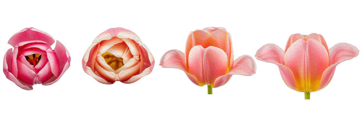 Set of Soft Pink Tulip Flowers (Tulipa gesneriana) with Elegant Botanical Brush Texture for Spring Design and Branding, isolated on transparent png background, oil paint
