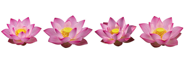 Set of Sacred Lotus Flowers (Nelumbo nucifera) with Elegant Botanical Brush Texture for Premium Design and Decor, isolated on transparent png background, oil paint