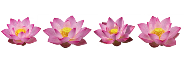 Set of Sacred Lotus Flowers (Nelumbo nucifera) with Elegant Botanical Brush Texture for Premium Design and Decor, isolated on transparent png background, oil paint