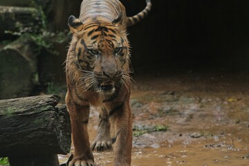 a sumatran tiger roaming the field after the rain