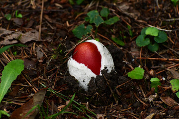 出たばかりのタマゴタケ