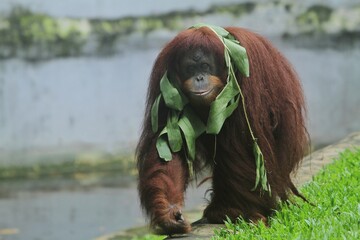 A Sumatran orangutan walks in the grass carrying leaves around its nec