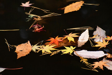 池に浮かぶ紅葉した葉
